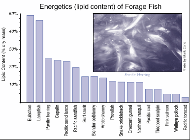 Energetics (liped content) of Forage Fish