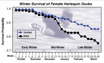 Winter Survival of Female Harlequin Ducks