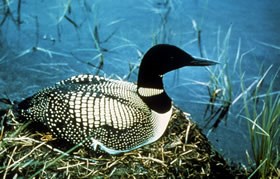 A common loon.