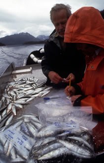 Researchers collecting herring samples.