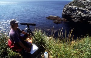 A researcher conducting a survey of a local sea bird population.