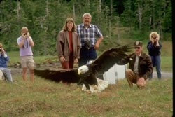 Bald eagle takeing flight after being released.
