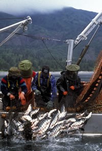 Commercial fishermen pulling in a catch.