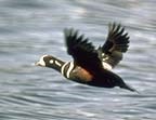 Harlequin Duck in flight.