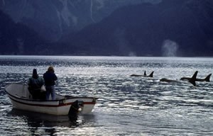 Killer Whale researcher Craig Matkin and a colleague, approach a group of Orcas in Prince William Sound.