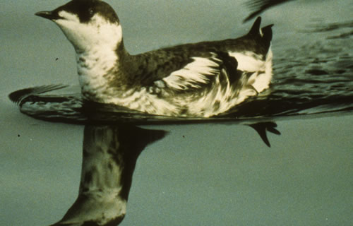 Marbled Murrelets Exxon Valdez Oil Spill Trustee Council