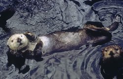 Two Sea Otters swimming.